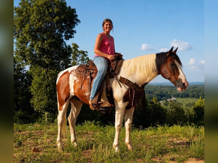 Mustang Hongre 12 Ans 152 cm Tobiano-toutes couleurs in Brierfield