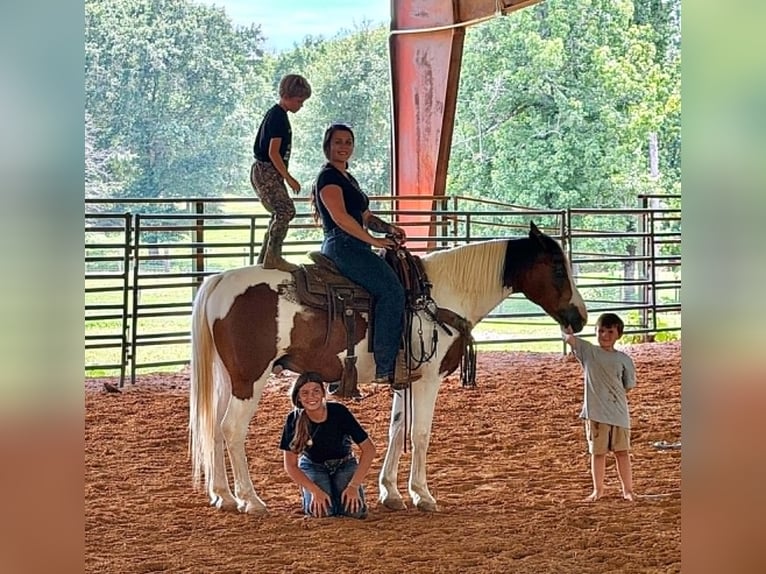Mustang Hongre 12 Ans 152 cm Tobiano-toutes couleurs in Brierfield