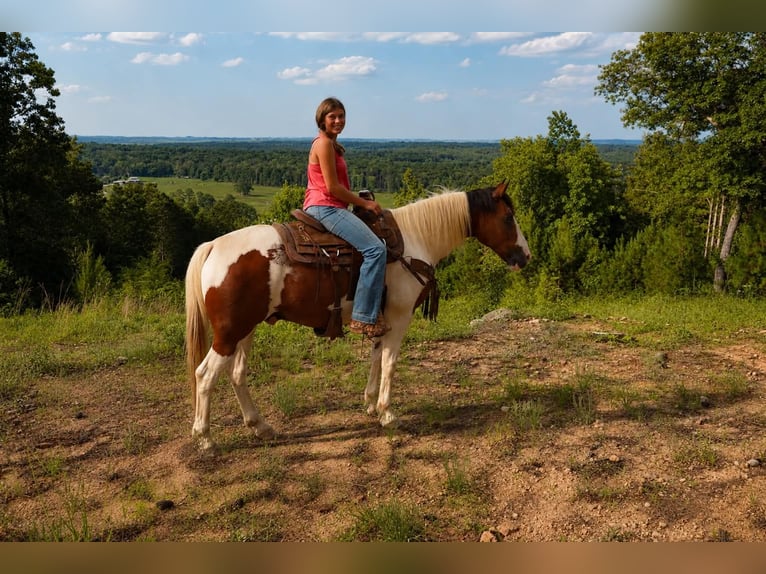 Mustang Hongre 12 Ans 152 cm Tobiano-toutes couleurs in Brierfield