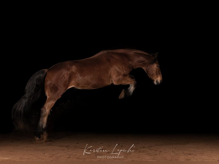 Mustang Hongre 12 Ans 153 cm Bai in Issigau