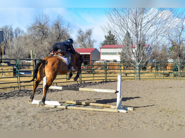 Mustang Hongre 14 Ans 157 cm Isabelle in Fort Collins, CO
