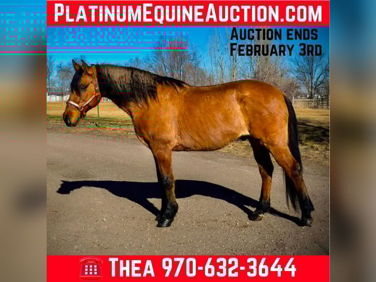 Mustang Hongre 14 Ans 157 cm Isabelle in Fort Collins, CO