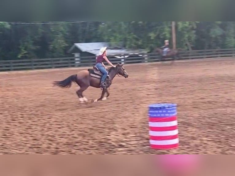 Mustang Hongre 2 Ans 142 cm  in Franklin