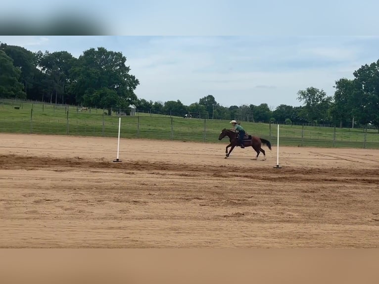 Mustang Hongre 2 Ans 142 cm  in Franklin
