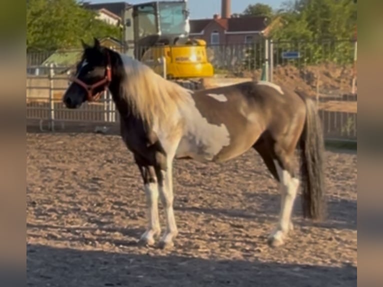 Mustang Hongre 2 Ans 145 cm Grullo in Niederaula