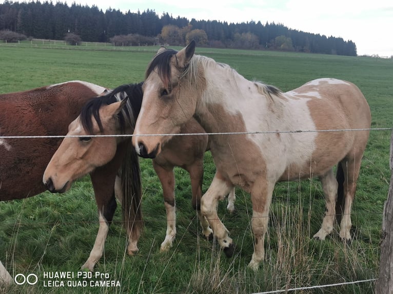 Mustang Croisé Hongre 3 Ans Buckskin in Betteldorf