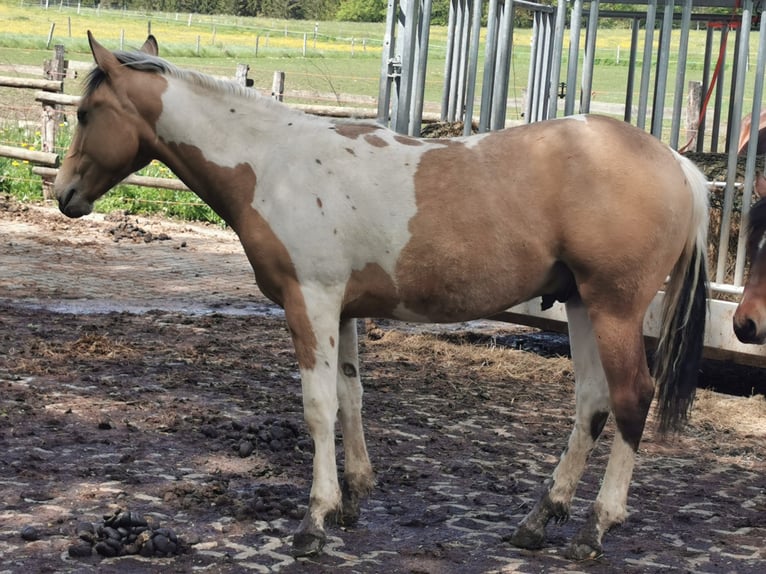 Mustang Croisé Hongre 3 Ans Buckskin in Betteldorf