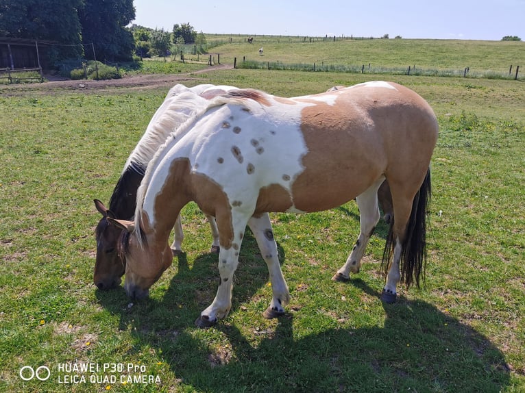 Mustang Croisé Hongre 3 Ans Buckskin in Betteldorf