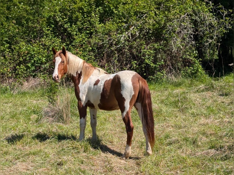 Mustang Hongre 3 Ans Pinto in USA