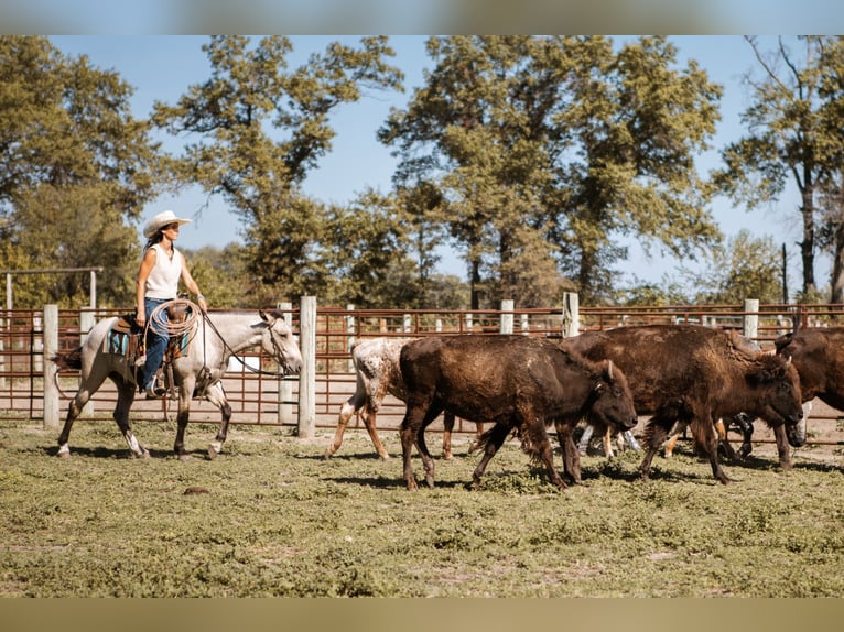 Mustang Hongre 4 Ans 137 cm Buckskin in North Judson