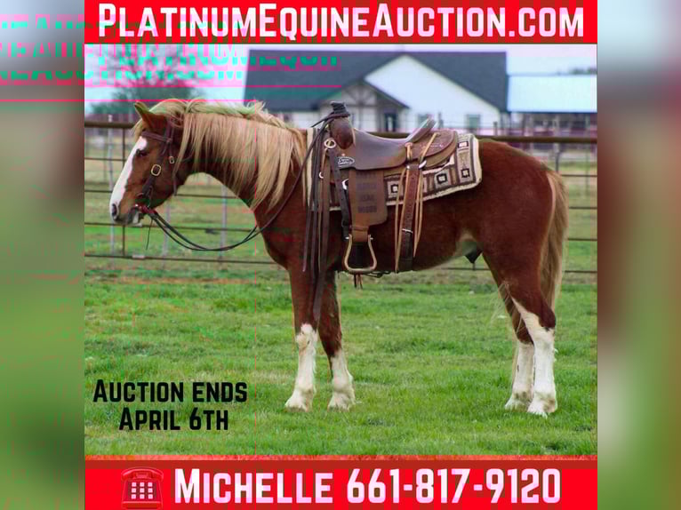 Mustang Hongre 5 Ans 142 cm Alezan brûlé in Stephenville TX