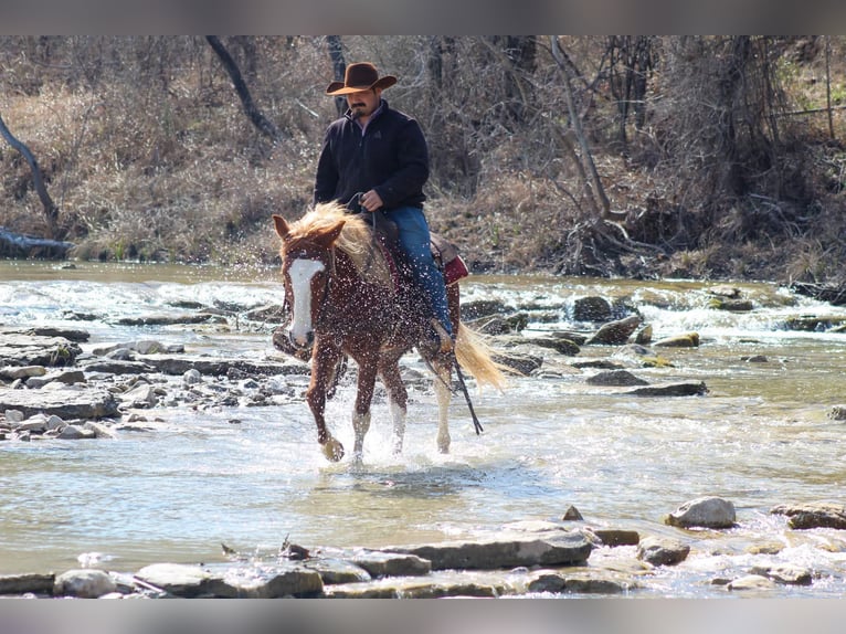 Mustang Hongre 5 Ans 142 cm Alezan brûlé in Stephenville TX