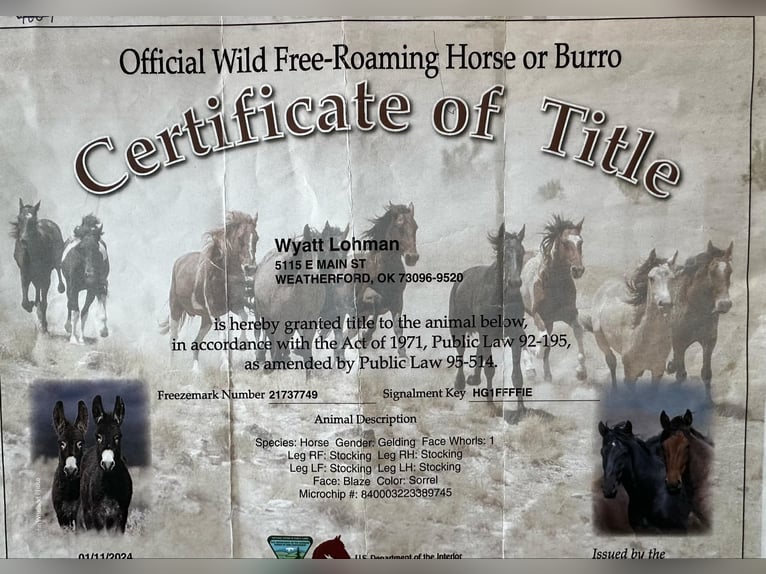 Mustang Hongre 5 Ans 142 cm Alezan brûlé in Stephenville Tx