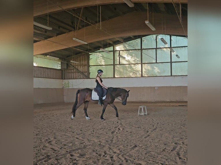 Mustang Hongre 5 Ans 147 cm Bai in Issigau