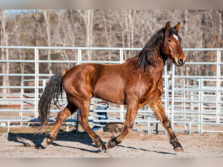 Mustang Hongre 5 Ans 151 cm Bai in Seeburg