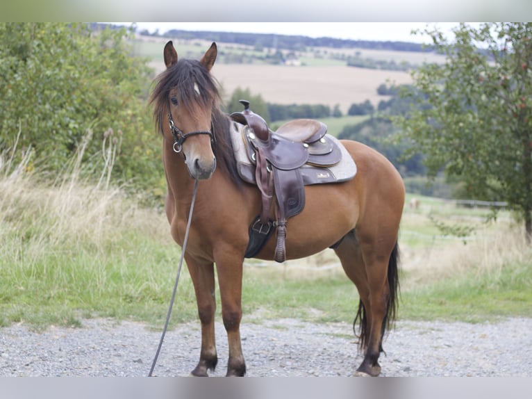 Mustang Hongre 5 Ans 151 cm Bai in Seeburg