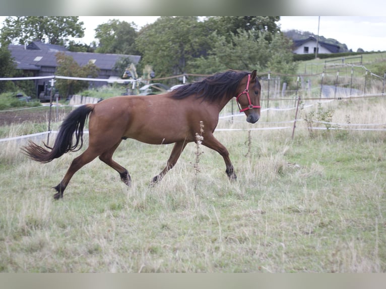 Mustang Hongre 5 Ans 151 cm Bai in Seeburg