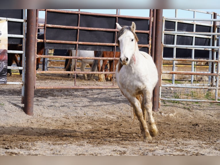 Mustang Hongre 6 Ans 144 cm Gris in Heinzenbach