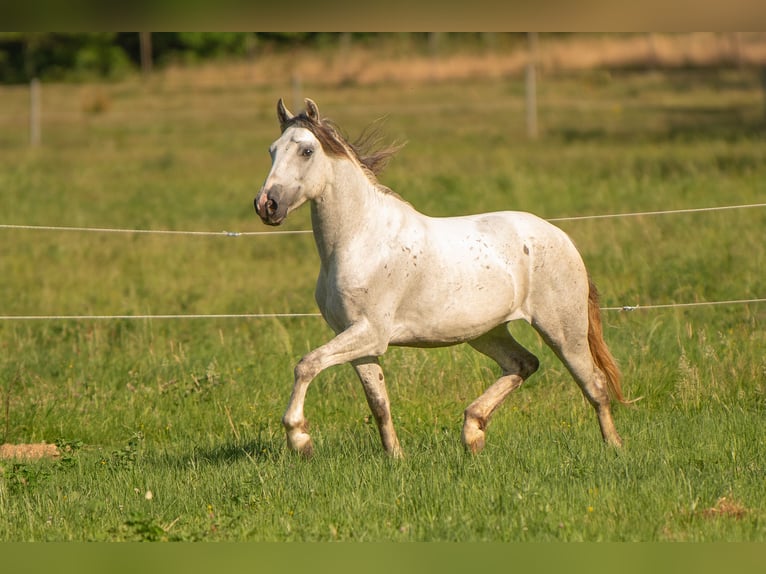 Mustang Hongre 6 Ans 144 cm Gris in Heinzenbach