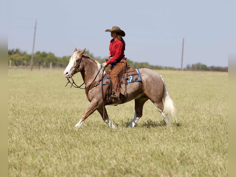 Mustang Hongre 6 Ans 150 cm Rouan Rouge in Georgetown