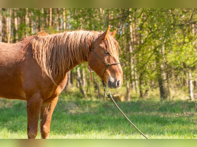 Mustang Hongre 7 Ans 147 cm Alezan in Neu Drefahl