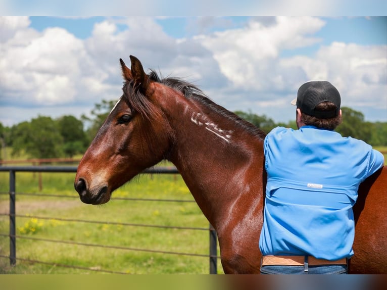 Mustang Hongre 7 Ans 147 cm Bai cerise in Canton, TX
