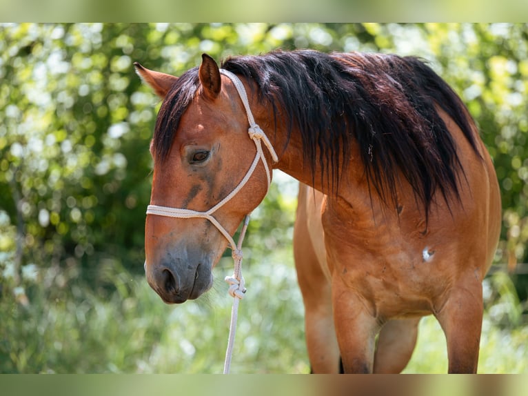 Mustang Hongre 7 Ans 149 cm Bai in Lauchringen