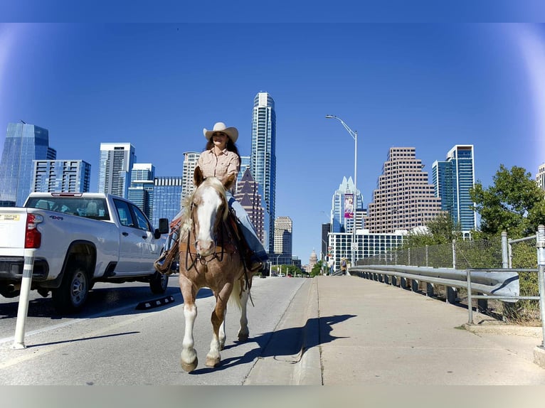 Mustang Hongre 7 Ans 150 cm Rouan Rouge in Georgetown