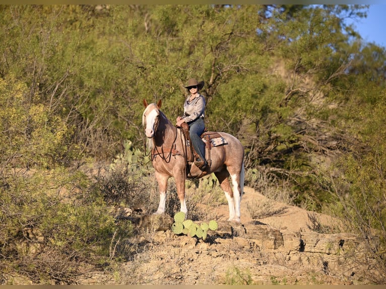 Mustang Hongre 7 Ans 150 cm Rouan Rouge in Georgetown