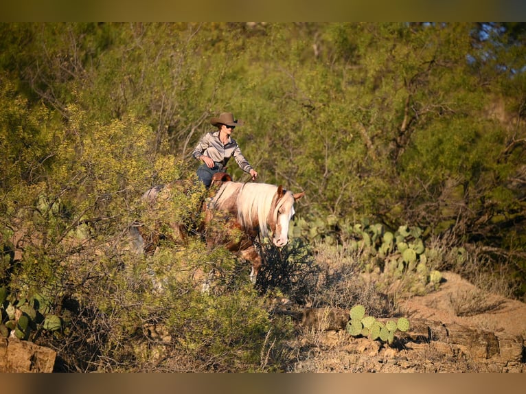 Mustang Hongre 7 Ans 150 cm Rouan Rouge in Georgetown