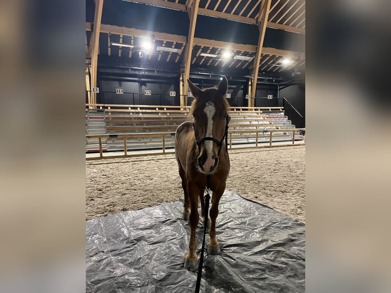 Mustang Hongre 7 Ans 152 cm Alezan in Branceilles