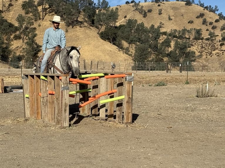 Mustang Hongre 7 Ans 163 cm Gris pommelé in King City CA