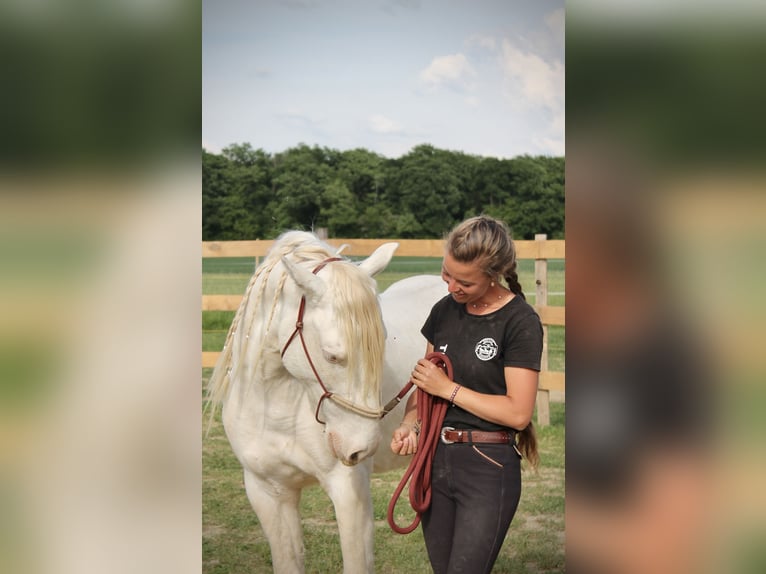 Mustang Hongre 8 Ans 140 cm Cremello in Thônex