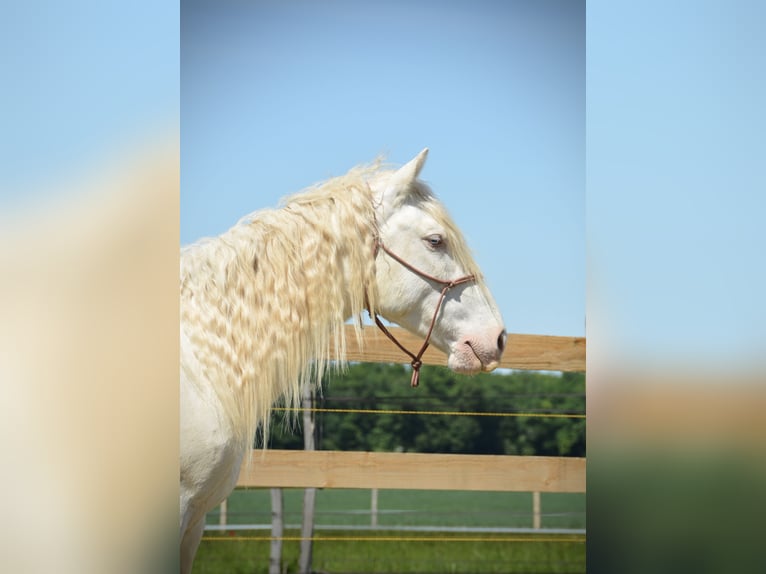 Mustang Hongre 8 Ans 140 cm Cremello in Thônex
