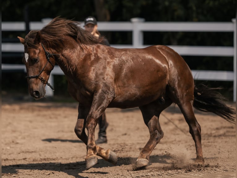 Mustang Hongre 8 Ans 145 cm Alezan brûlé in Oberlangen