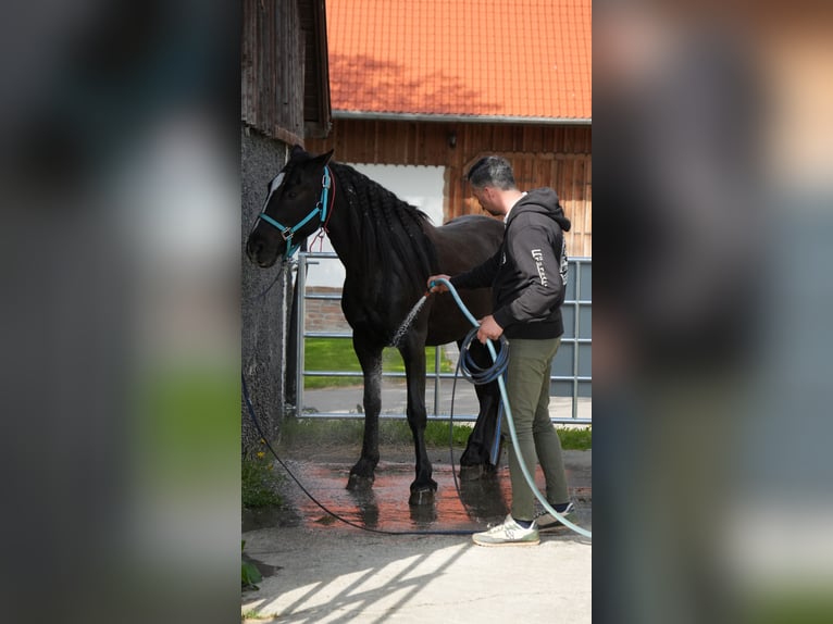 Mustang Hongre 8 Ans 154 cm Noir in Rot an der Rot