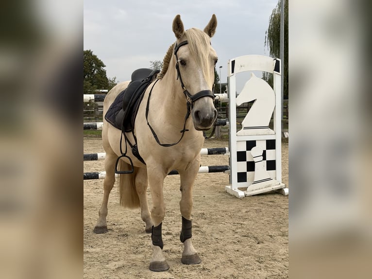 Mustang Hongre 9 Ans 150 cm Palomino in Aartselaar