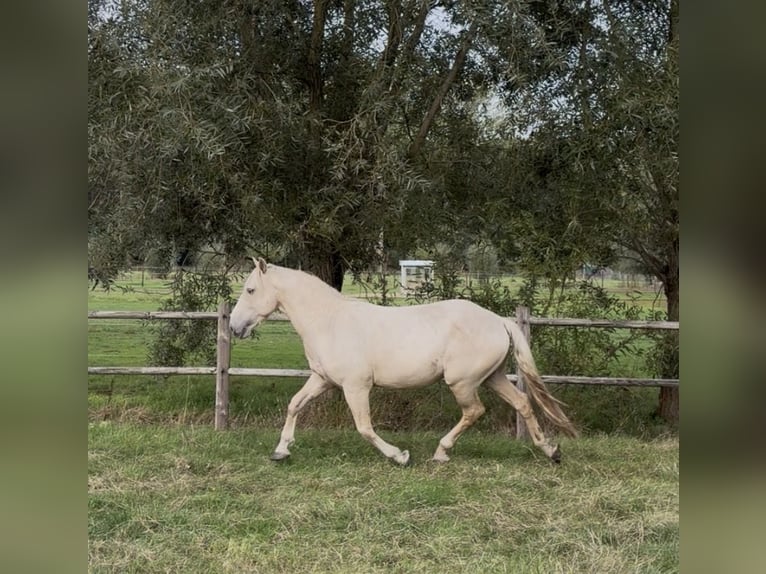 Mustang Hongre 9 Ans 150 cm Palomino in Aartselaar