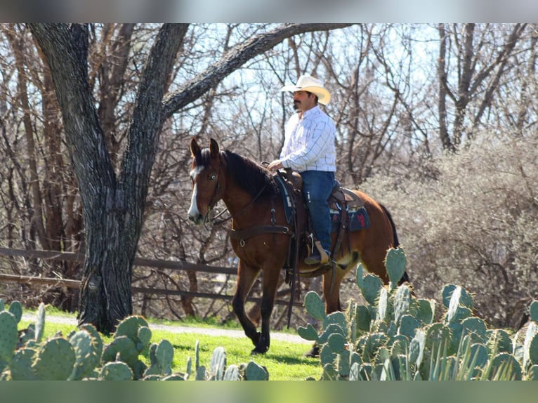Mustang Hongre 9 Ans 152 cm Bai cerise in Stephenville TX