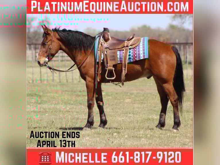 Mustang Hongre 9 Ans 152 cm Bai cerise in Stephenville TX