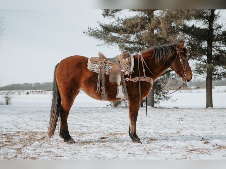 Mustang Jument 10 Ans 150 cm Bai cerise in North Judson