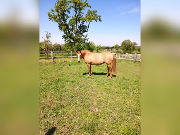 Mustang Jument 10 Ans Alezan dun in Neustift-Innermanzing