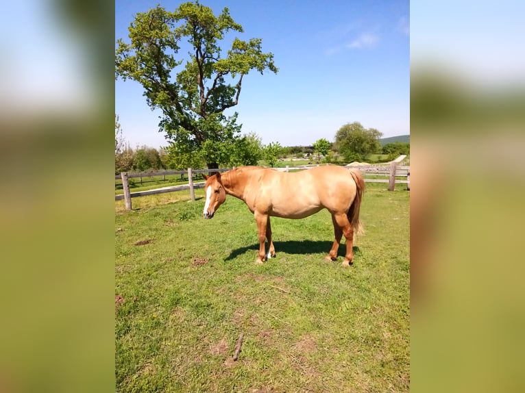 Mustang Jument 10 Ans Alezan dun in Neustift-Innermanzing