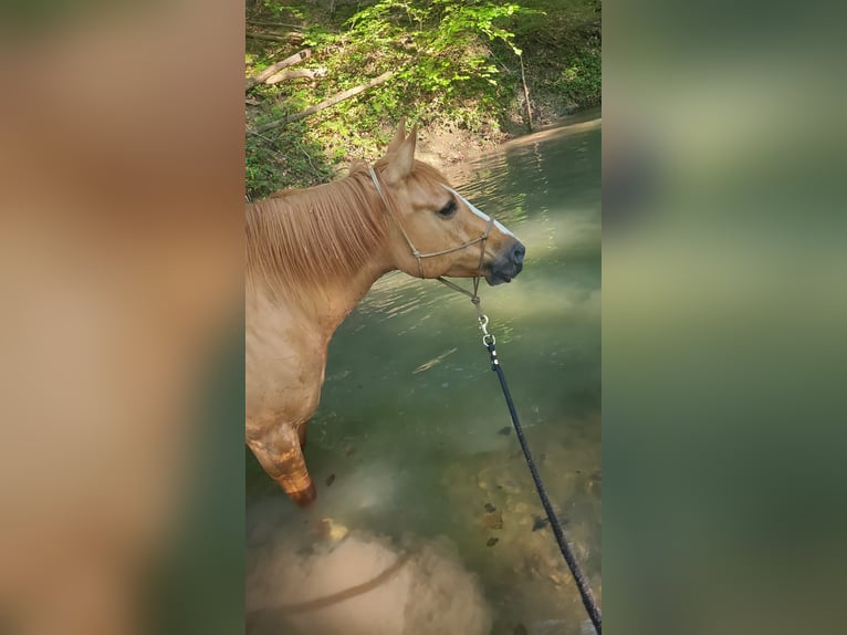 Mustang Jument 10 Ans Alezan dun in Neustift-Innermanzing