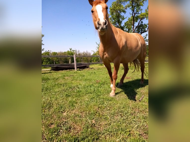 Mustang Jument 10 Ans Alezan dun in Neustift-Innermanzing