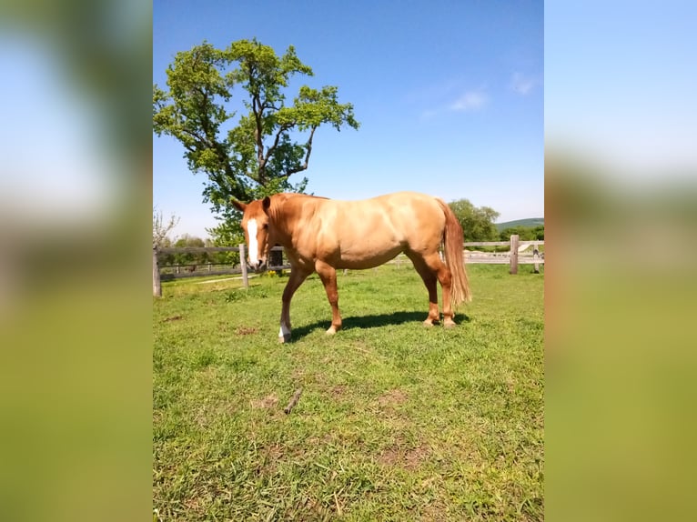 Mustang Jument 10 Ans Alezan dun in Neustift-Innermanzing