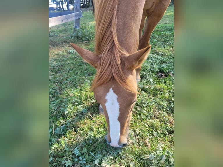Mustang Jument 10 Ans Alezan dun in Neustift-Innermanzing