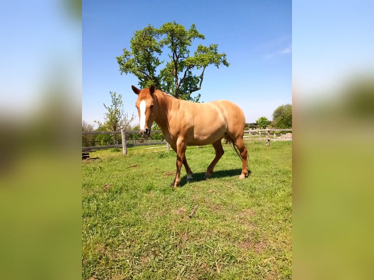 Mustang Jument 10 Ans Alezan dun in Neustift-Innermanzing