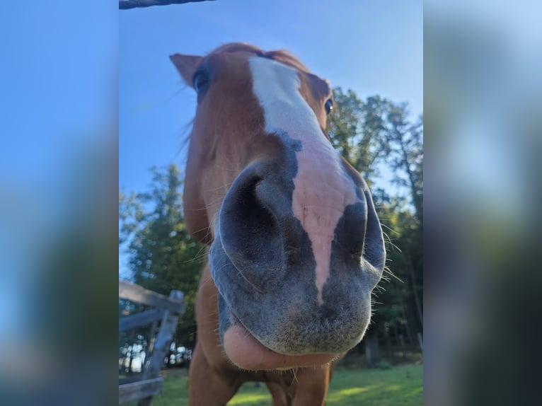 Mustang Jument 10 Ans Alezan dun in Neustift-Innermanzing