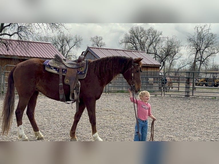 Mustang Jument 15 Ans 150 cm Alezan cuivré in Fort Collins